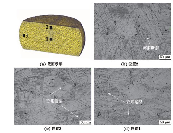 圖３ 在９８０ ℃、應(yīng)變速率為０．０１０s－１下壓縮至應(yīng)變量為３０％后GH４１６９合金不同區(qū)域的顯微組織