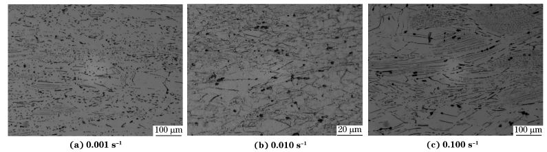 圖６ 在９８０ ℃、不同應(yīng)變速率下壓縮至應(yīng)變量為７０％后GH４１６９合金的顯微組織