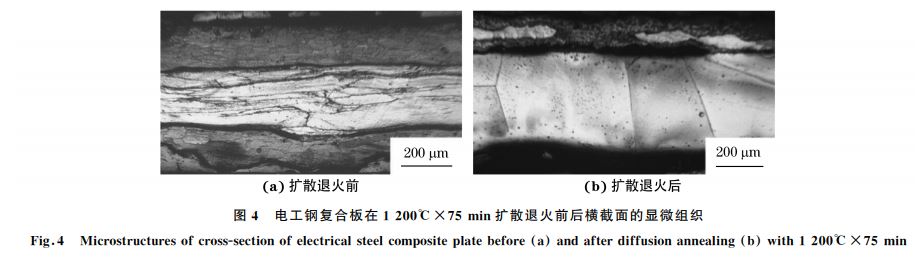 圖４ 電工鋼復(fù)合板在１２００℃×７５min擴散退火前后橫截面的顯微組織